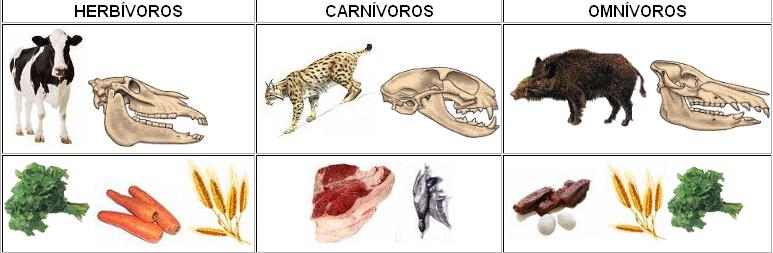 Resultado de imagen para tipos de craneos en animales segun su alimentacion
