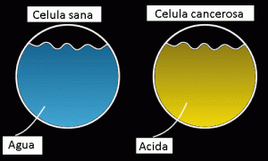 Célula Sana VS Célula Cancerosa
